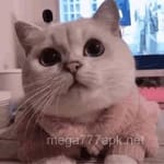 Avatar de Miguel González